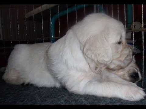 Golden retriever puppies 25 days old