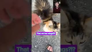 Cat Wings #cat #cats #animals #funnycats #funny #comedy #funnyvideo #funnyshorts #comedyvideo