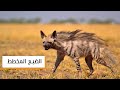 الضبع المخطط حيوان مفترس مهدد بالانقراض
