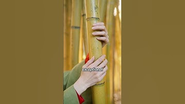 Why is bamboo concrete used in construction?