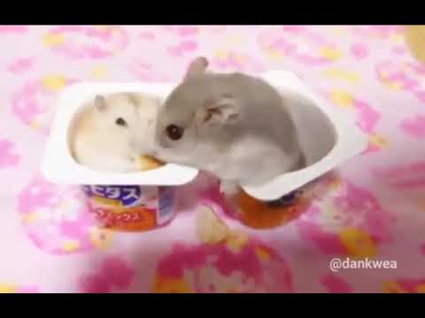 Hamsters in Cups — Comparison of Hamster-in-Cup Game Apps The 3 Apps