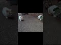 [Ch'archivage Volet n°1 bis série n°17102025 #2]