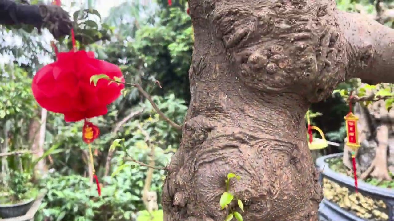 Báo giá cây trực cổ chất liệu sang nam điền 480 triệu 0338662345