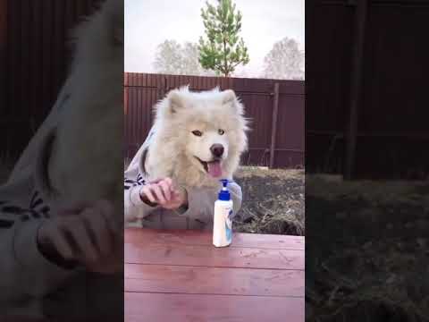 تصویری: پناهگاه حیوانات از وسایل اهدایی برای احساس سگ در خانه استفاده می کند