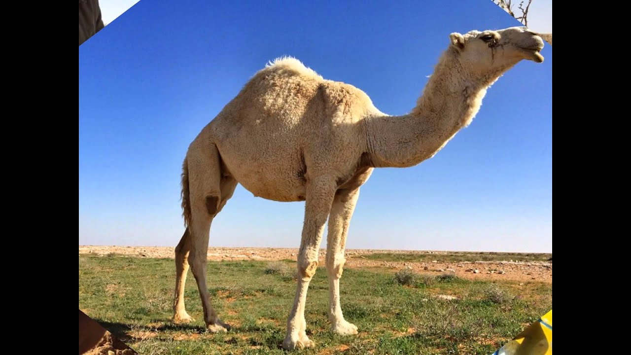 ربيع الدبدبة وشمال غرب حفرالباطن 1-4-1437