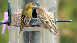 Male Siskin Feeding Fledgling