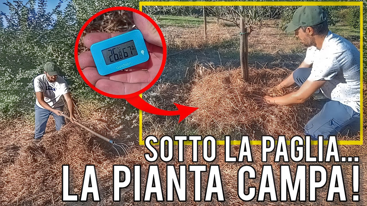 Olivo e piante da frutto: previeni lo stress da calore grazie alla tecnica della pacciamatura!