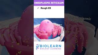 ENDOPLASMIC RETICULUM🦠 | Cell organelles and functions | BioLearn