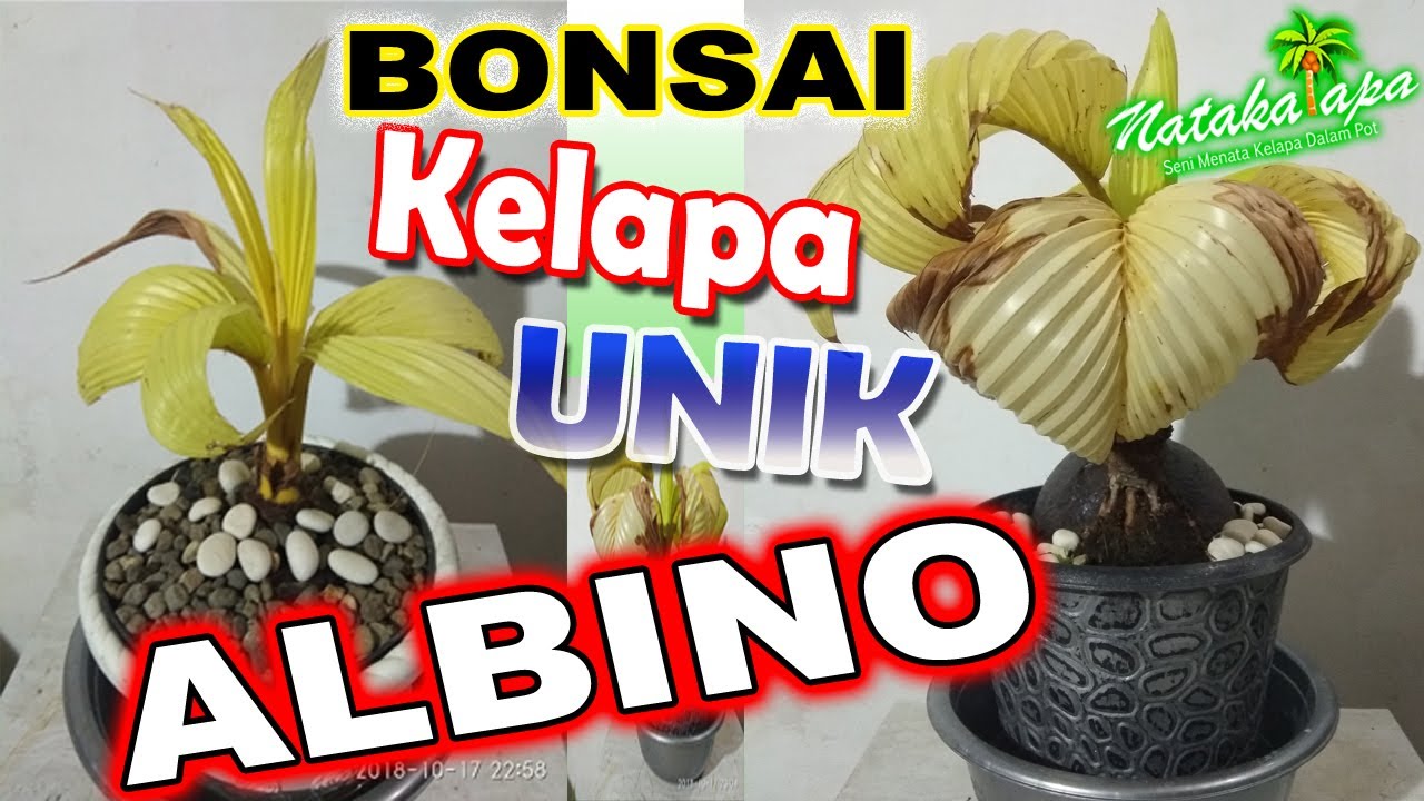 Bonsai Kelapa Albino Koleksi Unik Natakalapa Youtube