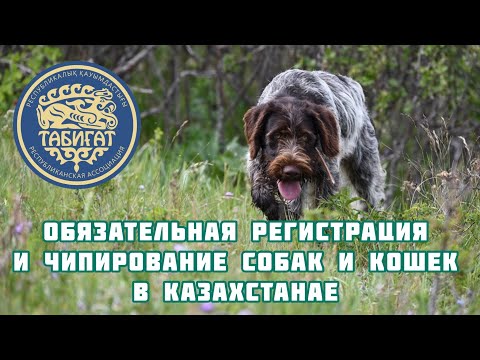 Обязательная регистрация и чипирование домашних животных в Казахстане