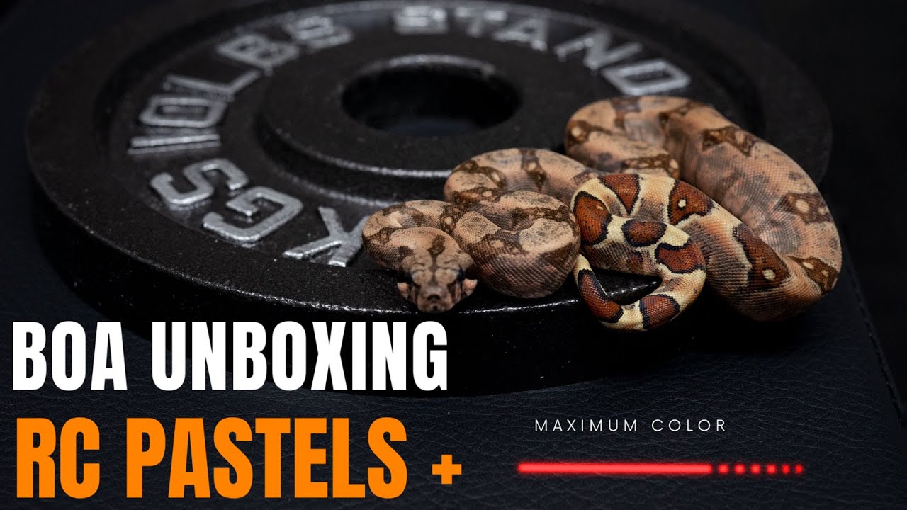 New Boa unboxing - RC Pastels Boa Constrictor Addition