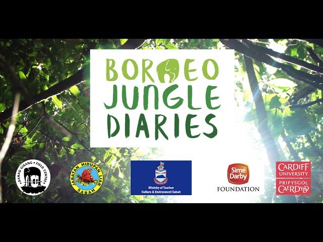 Borneo Jungle Diaries: Official Trailer [UHD/4K] SZtv