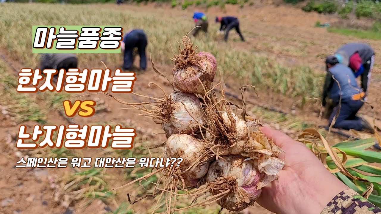 한지형 마늘, 난지형 마늘. 스페인산 대만산 마늘 품종 이게 다 뭐다냐