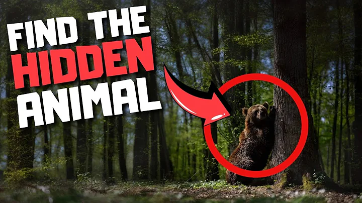 Find the Hidden Animals in their Habitat
