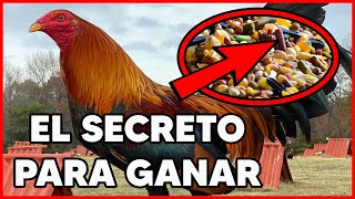 El Secreto Mejor Guardado En La Alimentacion De Los Gallos