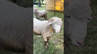 #funnyface #bakraeid2026 #sheep #cutesheep #fyp #viral #pakistan #happy #sheepandgoats #islamabad