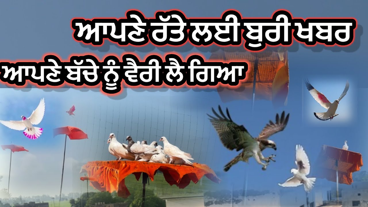 ਆਪਣੇ ਬੱਚੇ ਨੂੰ ਵੈਰੀ ਲੈ ਗਿਆ 🦅 || Aapne Raate layi buri khabar 🕊️