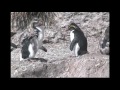 Southern Seas-Albatross and Rockhopper Penguins 2009