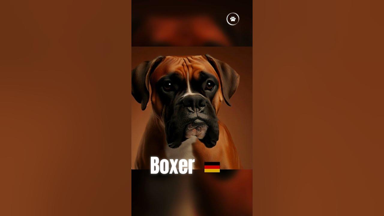 top-10-family-friendly-large-dog-breeds-shorts-youtube