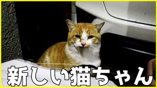 新しい猫ちゃんがお腹を空かせてやってきました by kopasan 6匹+3匹の猫 【猫と車とDIY】 807 views 3 months ago 1 minute, 56 seconds