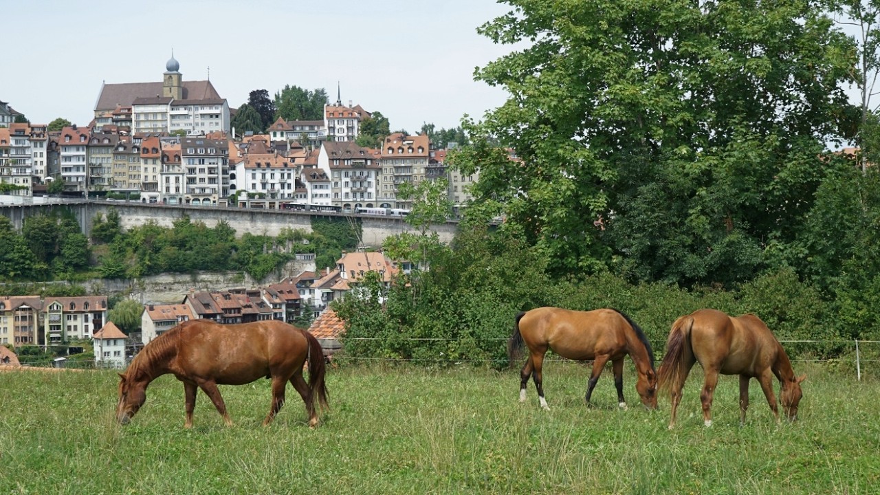 Fribourg, cité médiévale Suisse - Street Photography