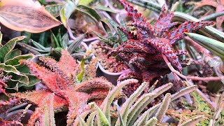 Beautiful Dwarf Aloes update from last year (2023) by Thang Plants 614 views 1 month ago 19 minutes