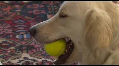 Homeless dog's 5,000 mile journey ends with forever home