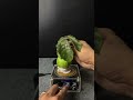Tesla coil + guava + leaf