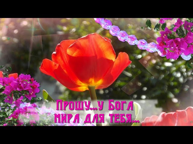 Прошу... у Бога счастья для тебя... Смотреть видео Прошу... у Бога счастья для тебя...