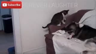 ANIMALS CHASING LASER COMPILATION!!