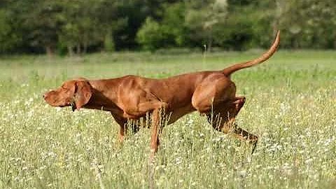 Dog intelligence | Wikipedia audio article