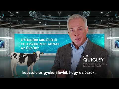 A szakértő válaszol: gyengébb az üszők által adott kolosztrum?