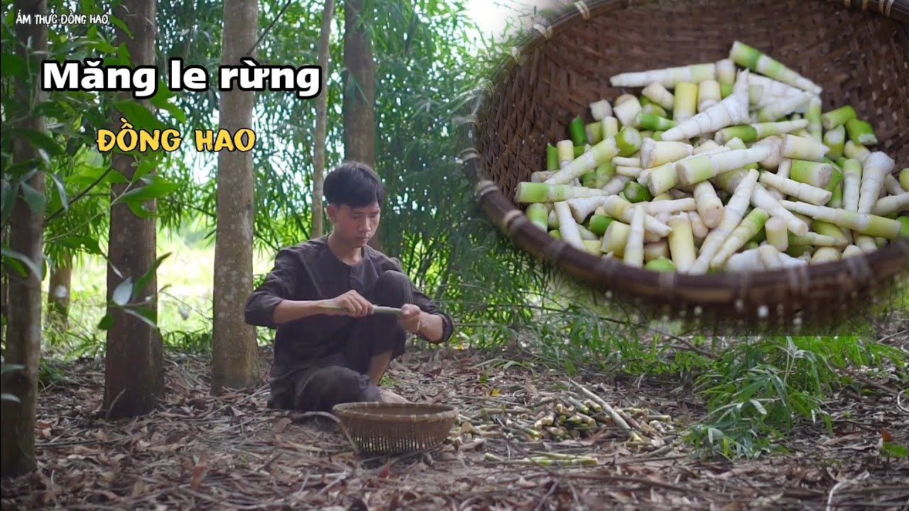 Thu hoạch măng le về kho thịt ba rọi, đây được coi là loại măng rừng ngon nhất ở quê tôi