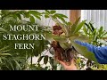 Mount Staghorn Fern in Under 5 Minutes (DIY)