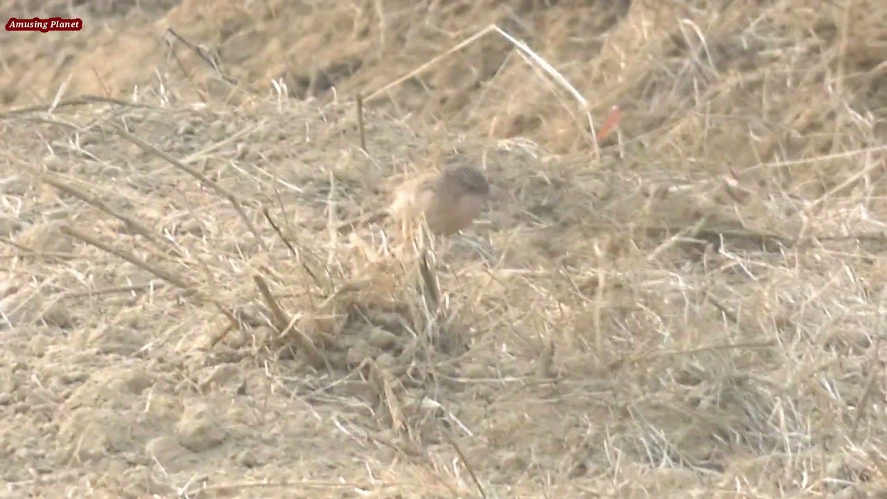 Common babbler (Argya caudata) - Babbler Bird - Bird Videos
