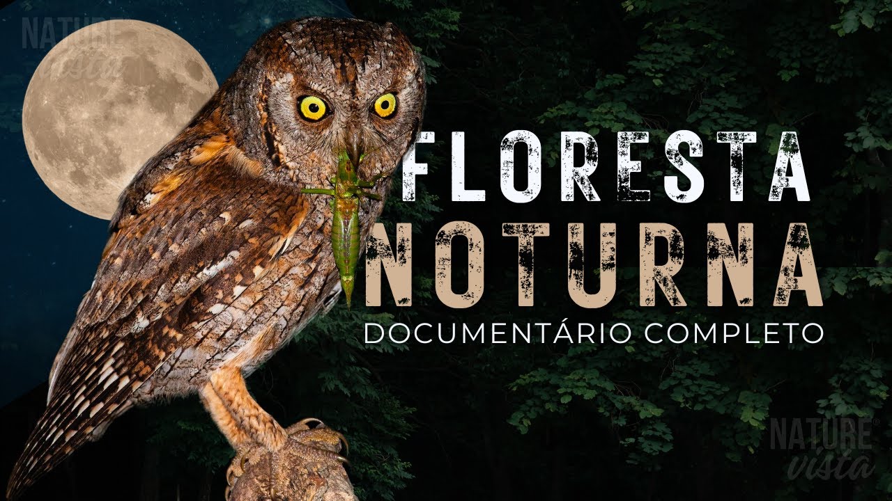 NOITE NA SELVA | Uma Jornada Pela Floresta Oculta - Documentário Completo