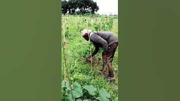 Taking Care of Cucumber Field #shorts