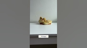 1/7/21/28 days difference #short #duck #duckling