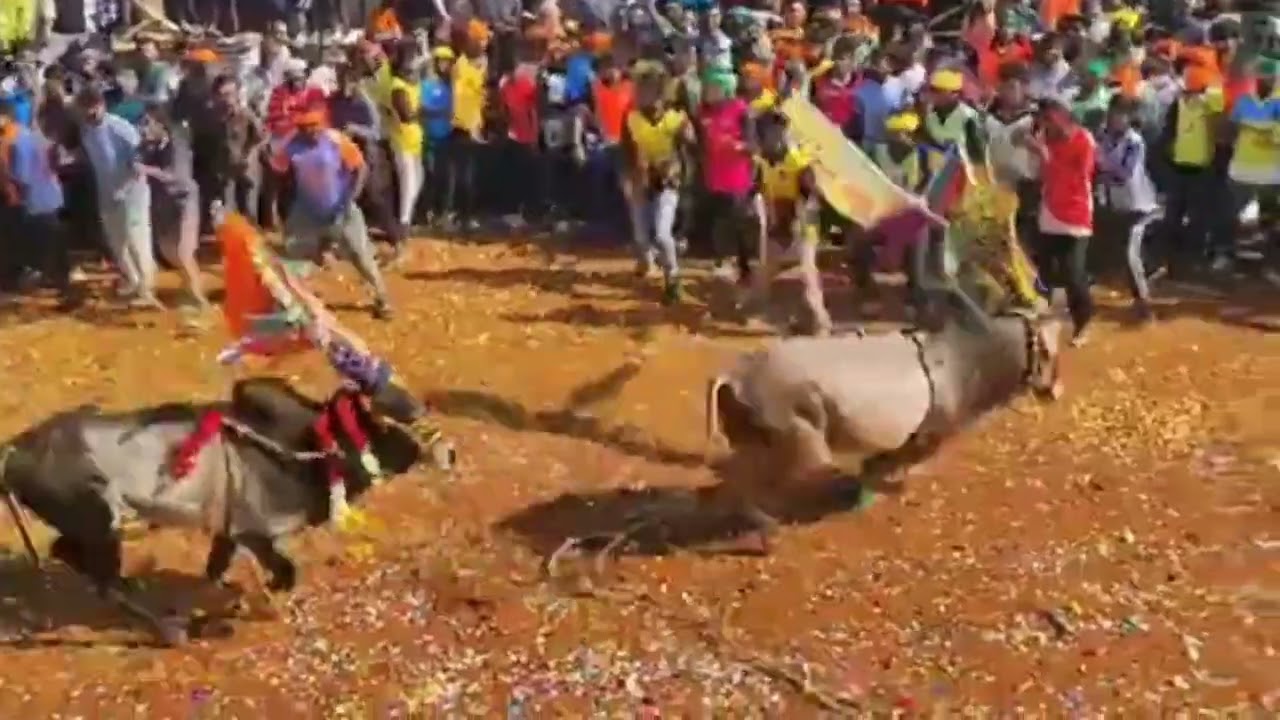 Devarapalli Jallikattu 2026# Big Bull Festival In Devarapalli Adhukattu 2026