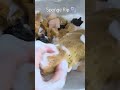 #spongeasmr #oddlysatisfying #asmr #satisfying #soap #spongesqueezing