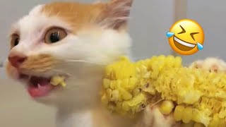Funny Cat Videos | Cute Cat Videos 😸🌽 cat and corn ❤️😍 #72
