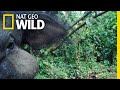 Mysterious Giant Forest Hog: Rare Footage | Nat Geo Wild