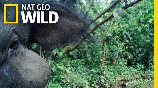 Mysterious Giant Forest Hog: Rare Footage | Nat Geo Wild