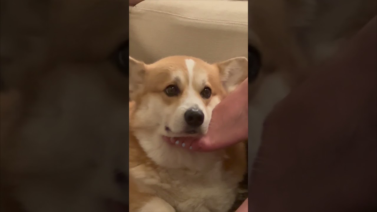 Corgi Attends All-Girls Party as the Only Boy