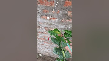 HƯỚNG DẪN CẮT TỈA CÂY BƯỞI NHỎ MỚI TRỒNG : 0968 12 9996