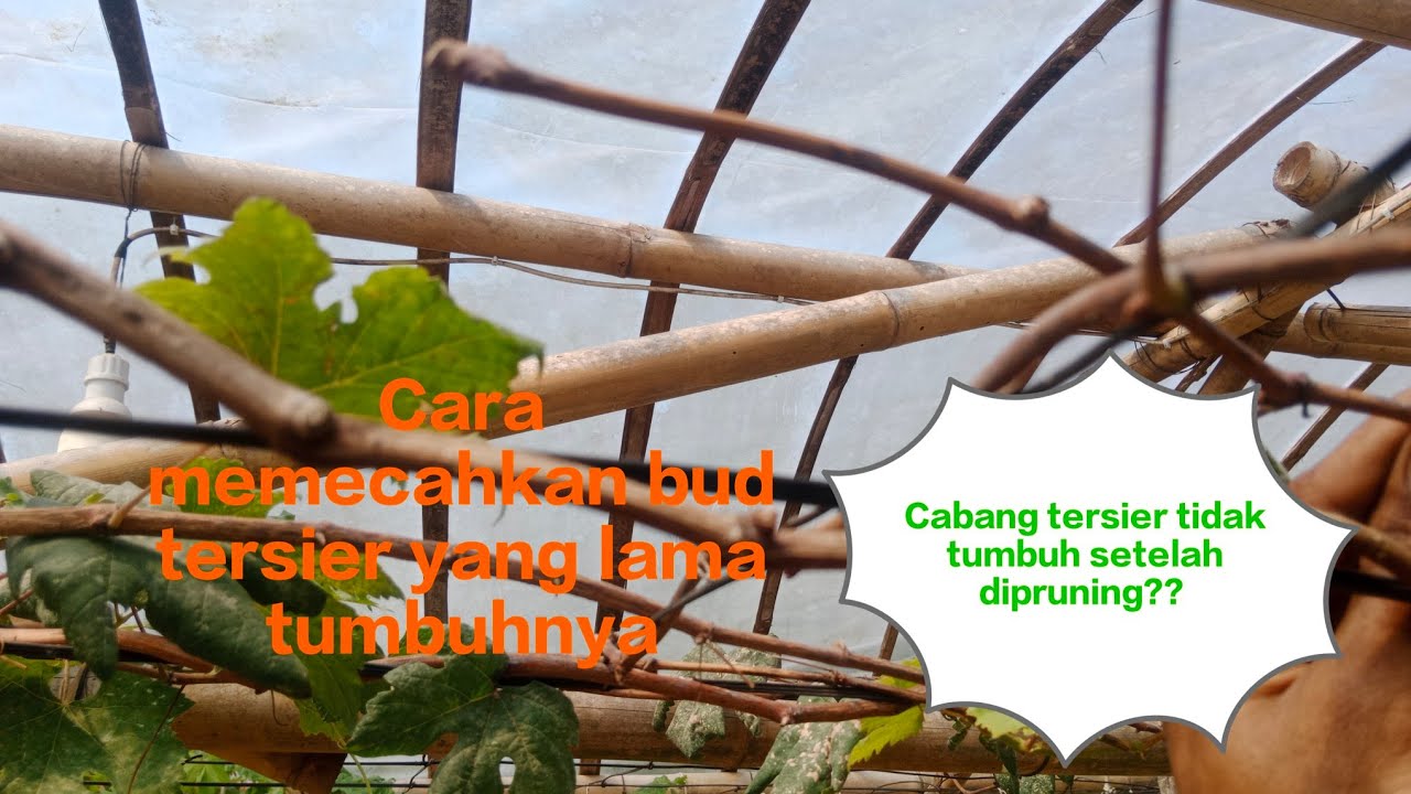 PANGKAS PEMBUAHAN ANGGUR LAMA TUMBUH⁉️ membahas cara memecahkan tunas cabang tersier‼️