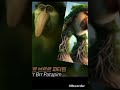 the brainrot movie edit (06/06/2025)
