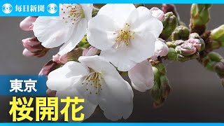 東京都心で桜が開花　平年と同じ、昨年より5日早く　気象庁