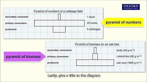 Online tutorial 19.1 Drawing pyramid of numbers and pyramid of biomass
