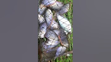 Mồi Đặt Cá Sặc Đơn Giản #shorts / Một Góc Miền Tây